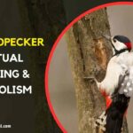 Spiritual Meaning of a Woodpecker