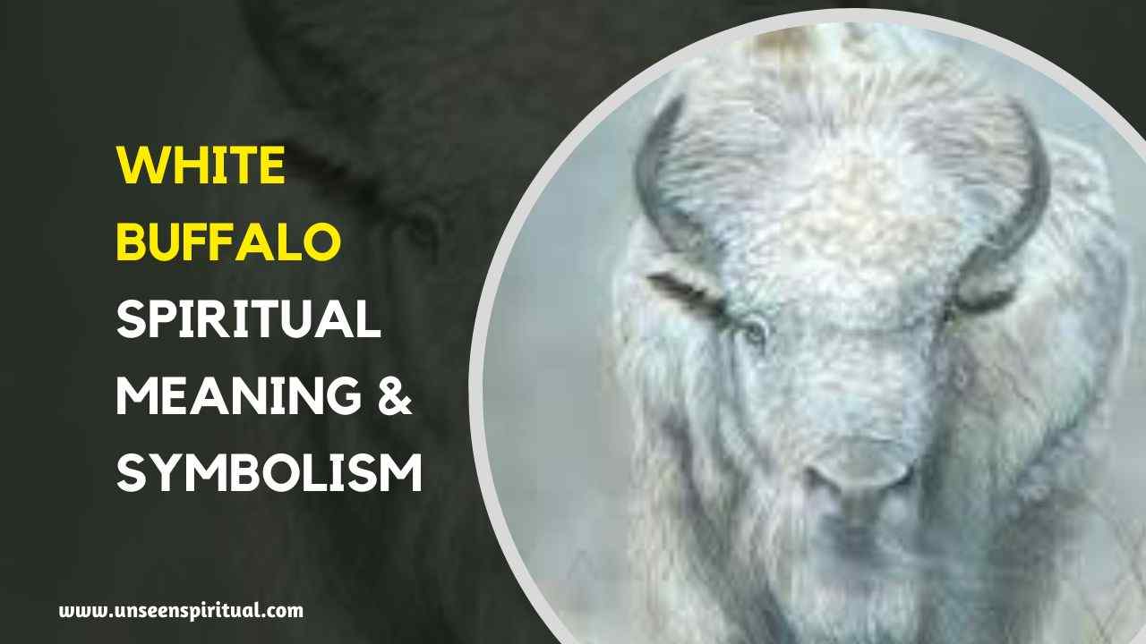 White Buffalo spiritual meaning