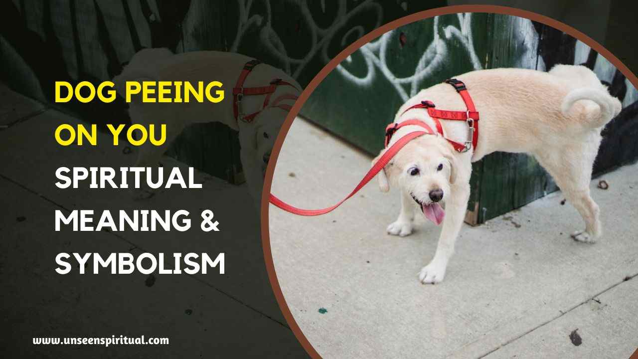 Spiritual Meaning of a Dog Peeing on You