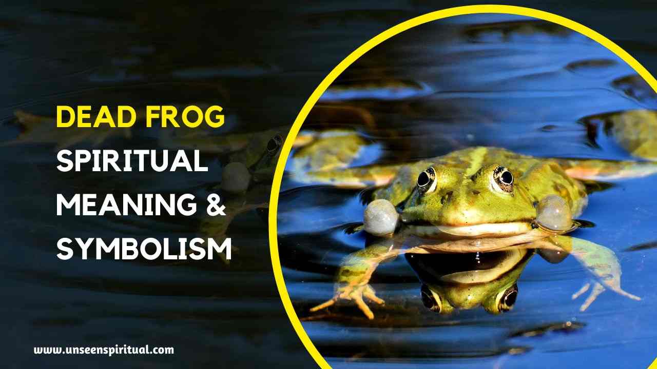Dead Frog Spiritual Meaning & Symbolism