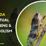 Dead Cicada Spiritual Meaning