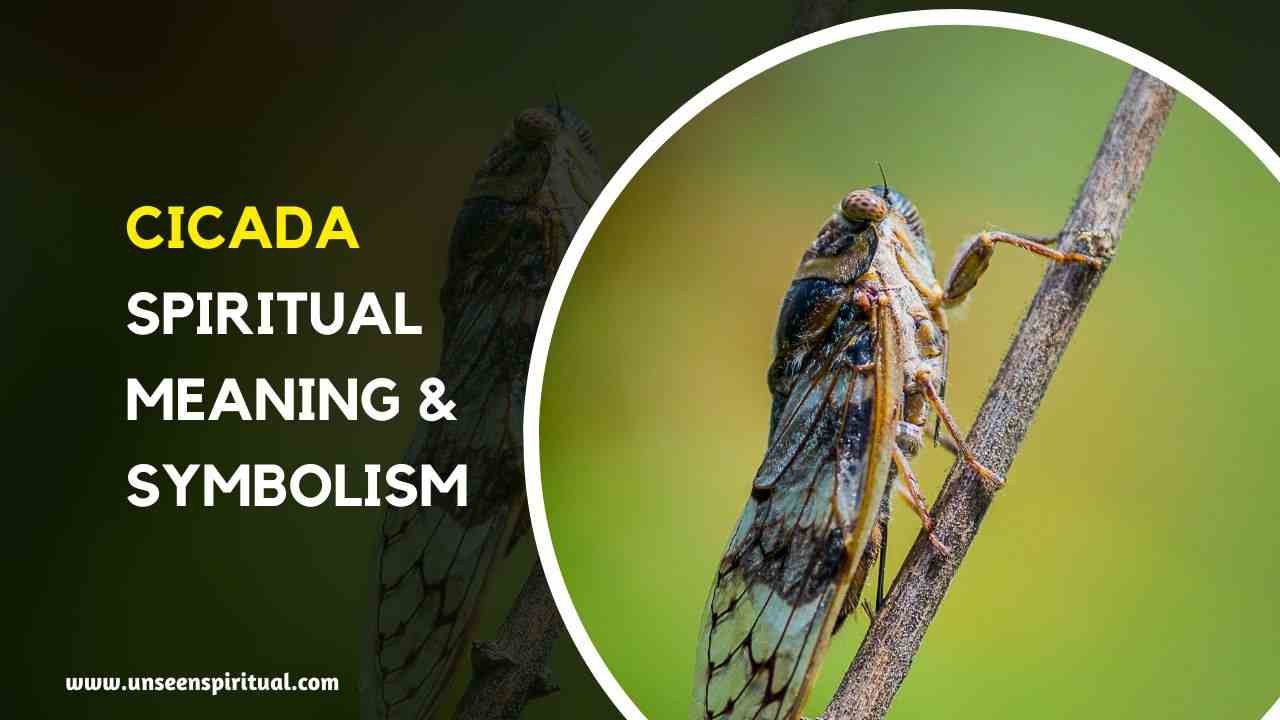 Dead Cicada Spiritual Meaning