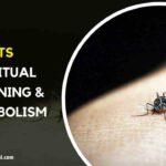 Gnats Spiritual Meanings