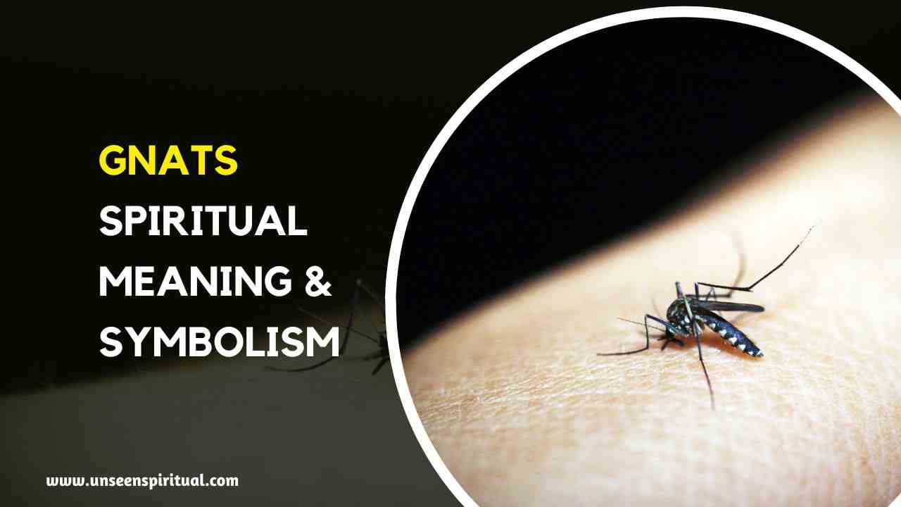 Gnats Spiritual Meanings